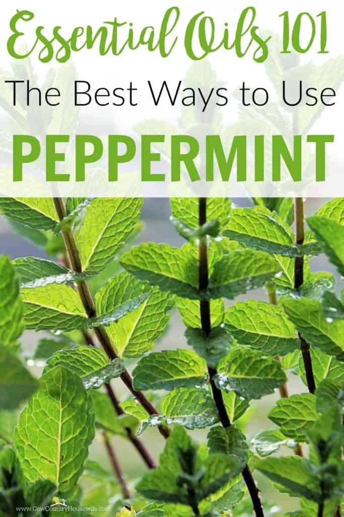 The best ways to use peppermint essential oil. These are so practical and easy to do! I didn't even know about these!